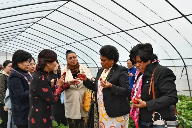 驻华女外交官考察孟津十里香草莓基地