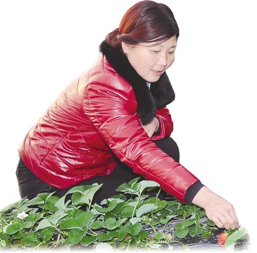 小草莓成就脱贫大事业——孟津县返乡农民工吕妙霞带领乡亲脱贫致