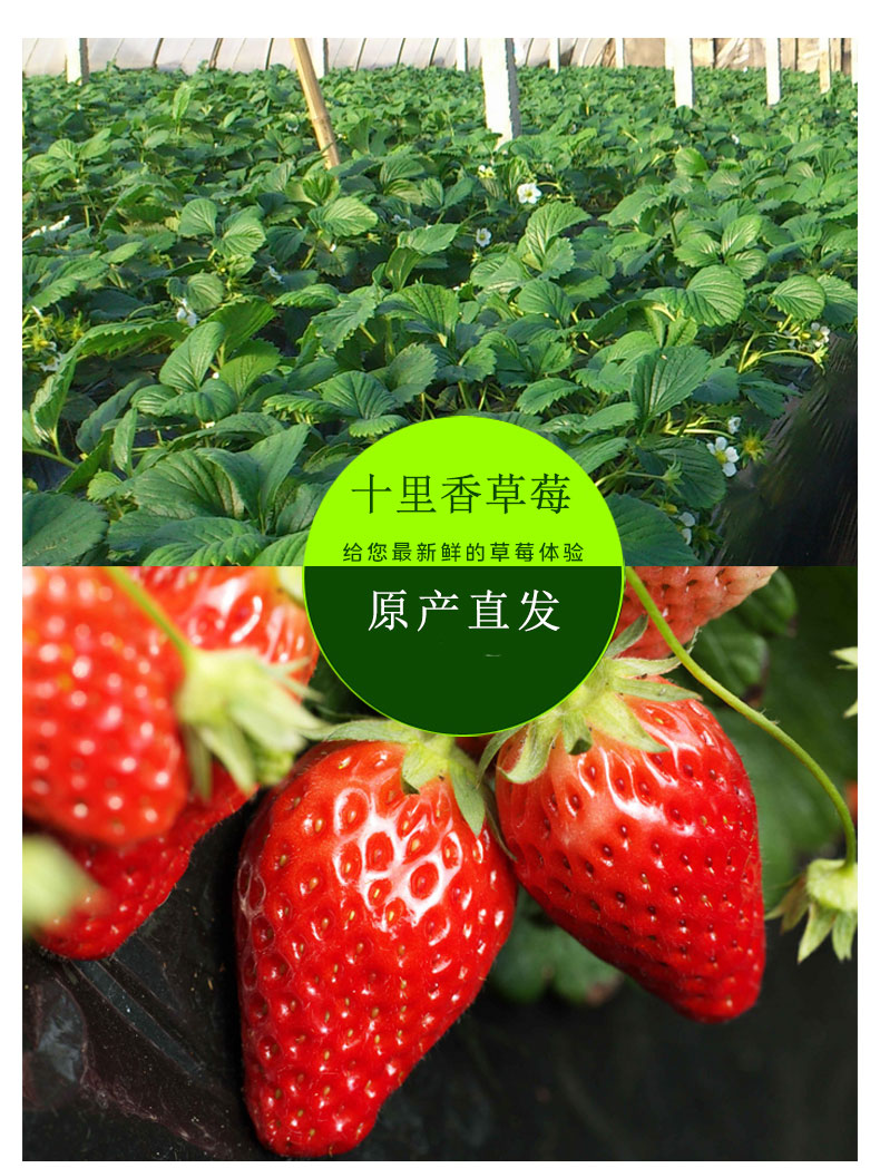 鲜摘草莓(图7)