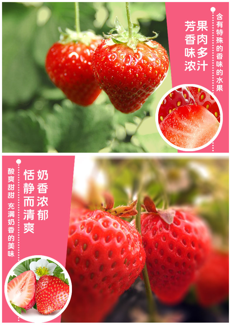 鲜摘草莓(图10)