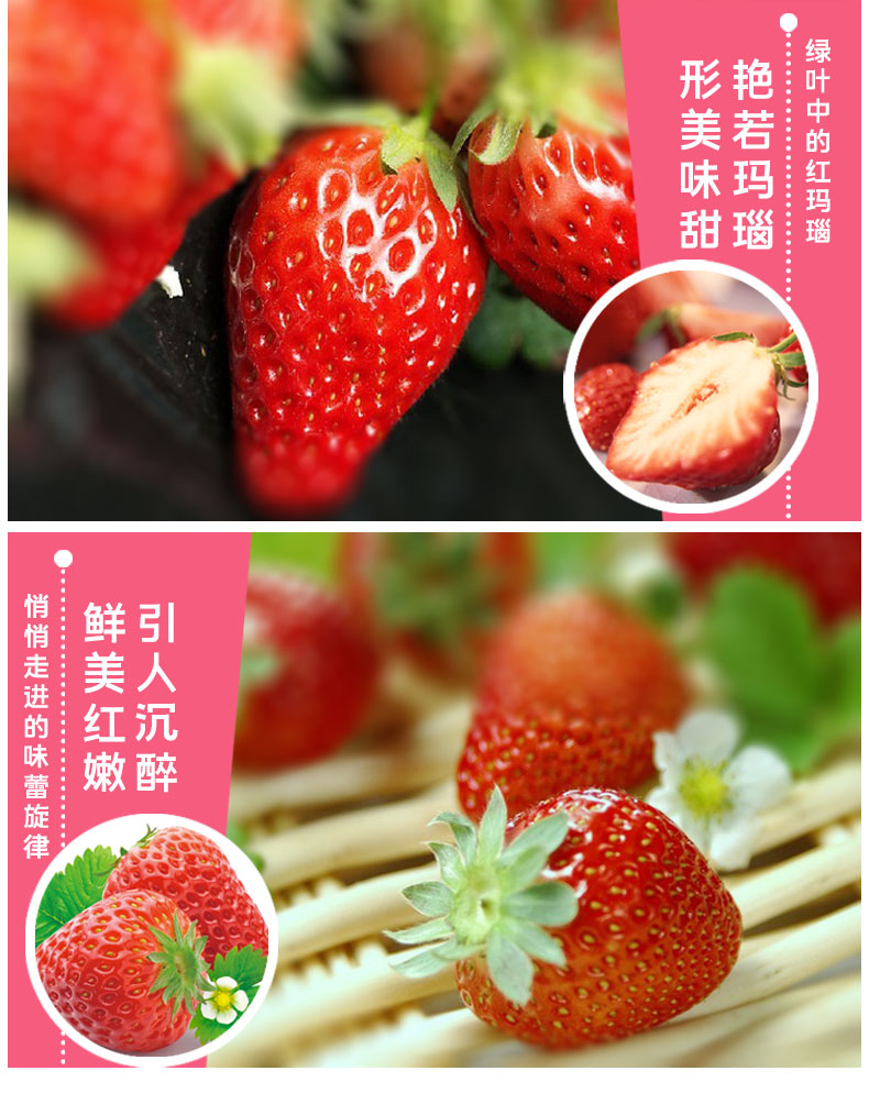 鲜摘草莓(图11)