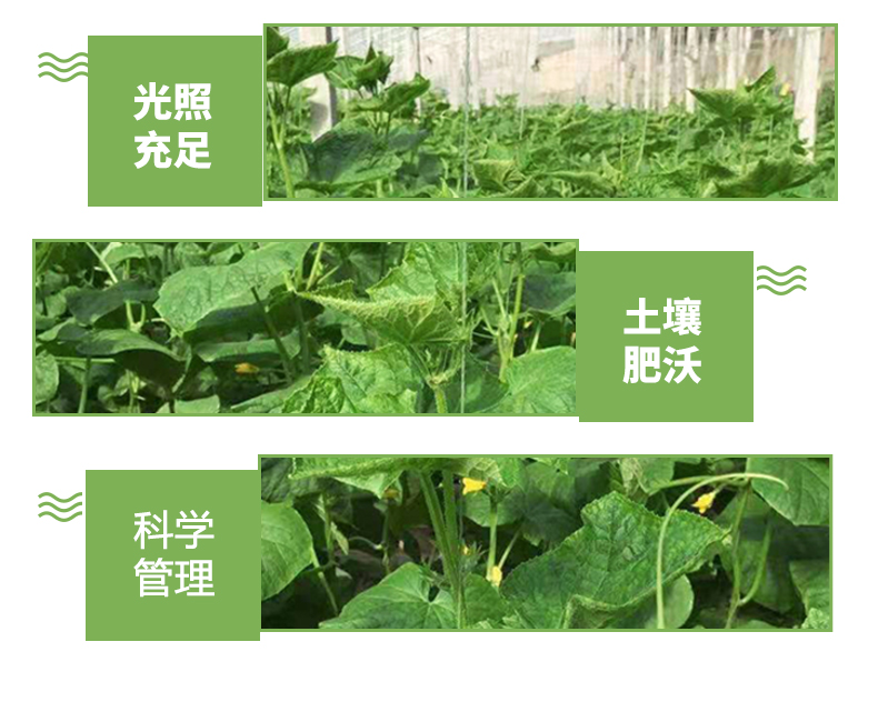 新鲜水果小黄瓜(图4)